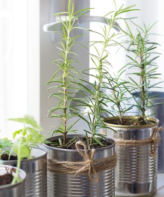 Recycled containers for herb planting